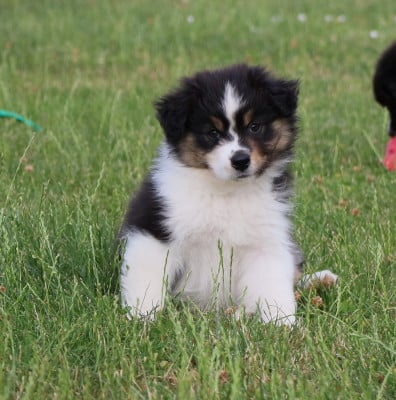 Les chiots de Berger Australien