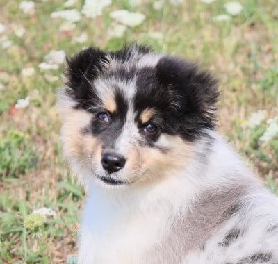 Les chiots de Berger Australien