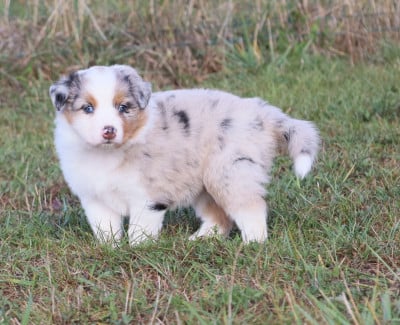 Billie - Berger Australien