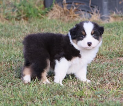 Bradley - Berger Australien