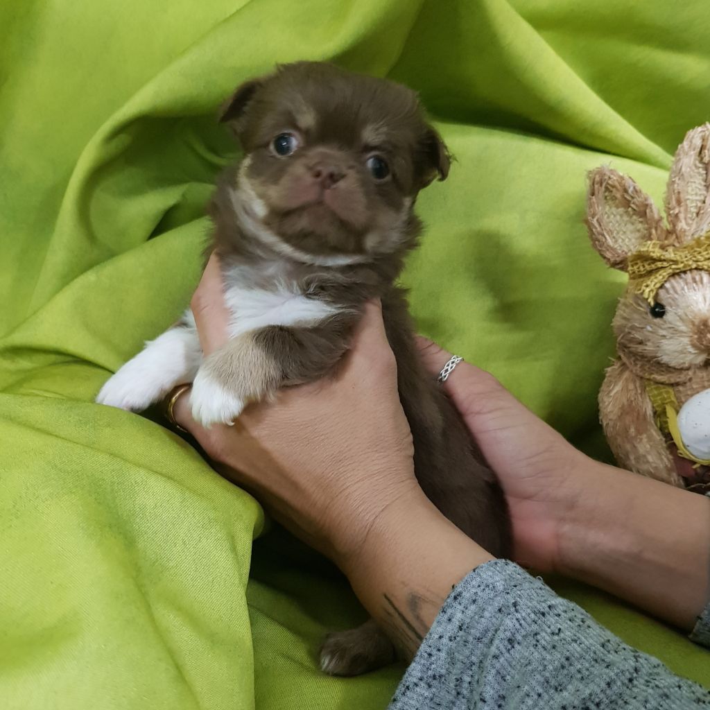 Pepita - Chihuahua