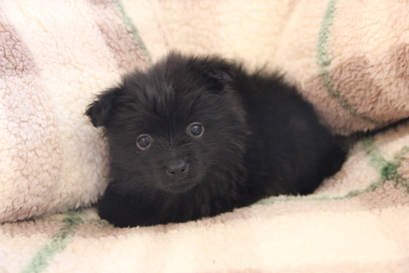 CHIOT 4 AKIHA d'Un Soir de Noël