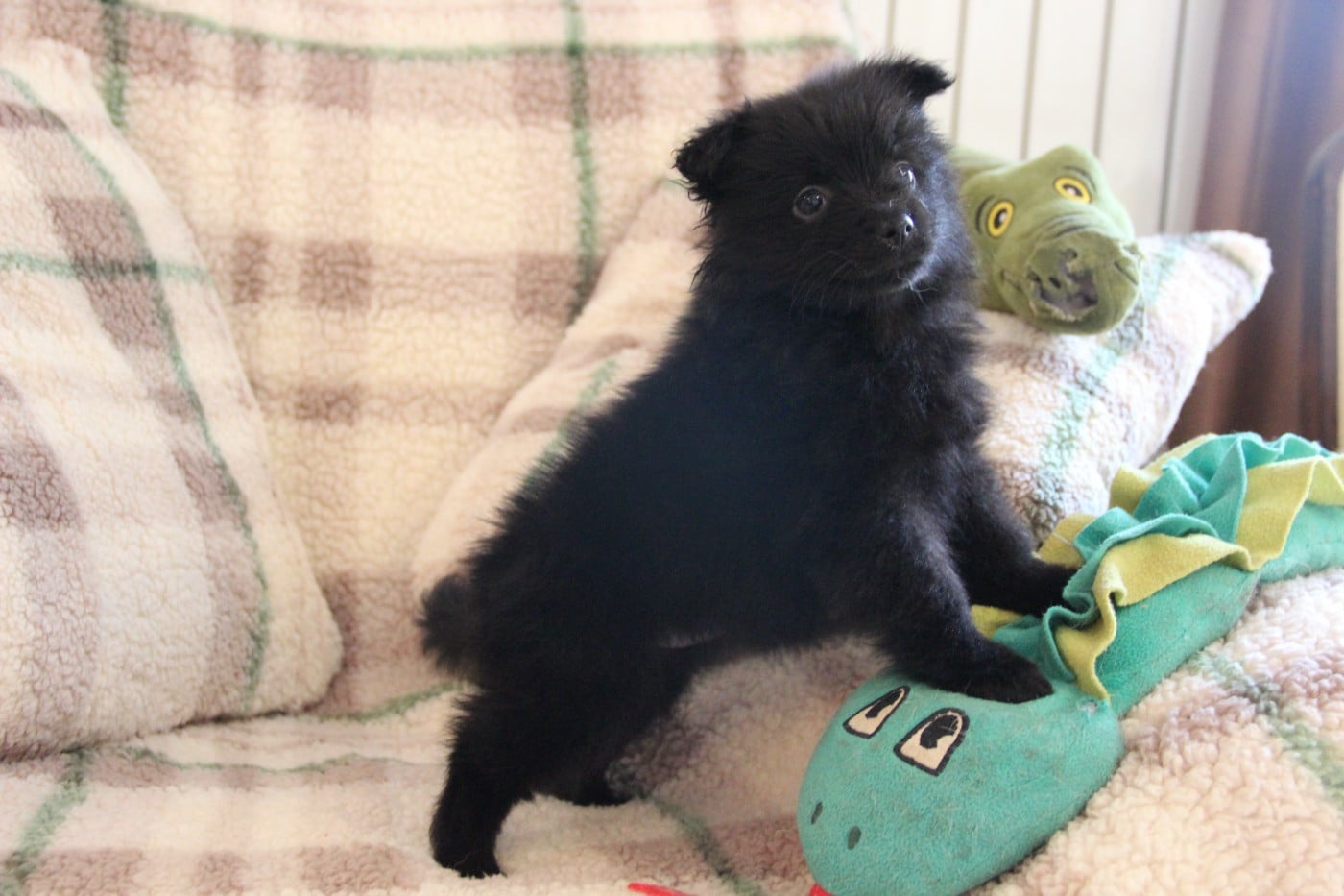 CHIOT 4 AKIHA d'Un Soir de Noël