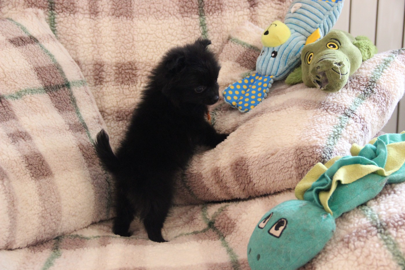 CHIOT 6 ATINA d'Un Soir de Noël