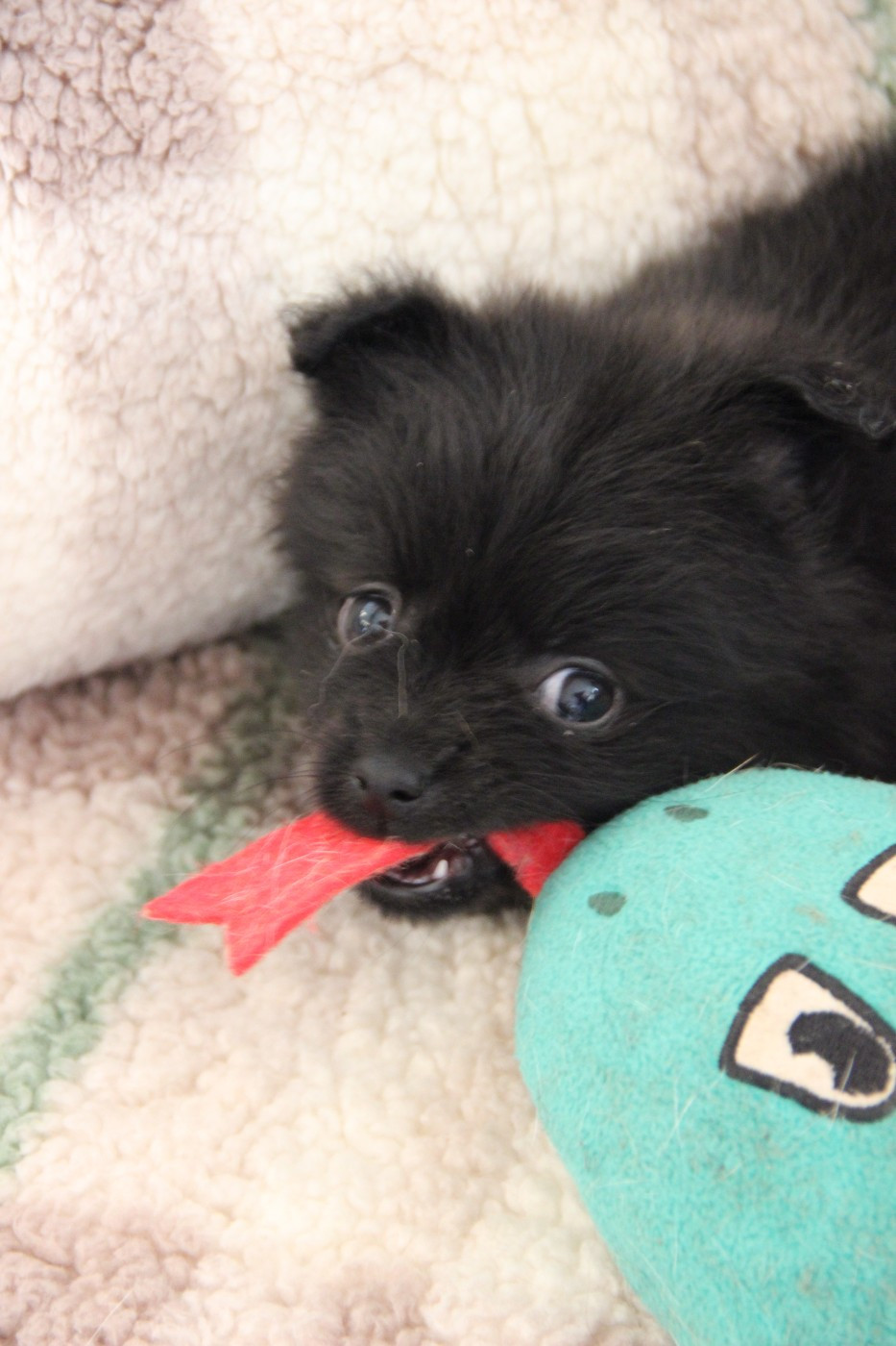 CHIOT 6 ATINA d'Un Soir de Noël