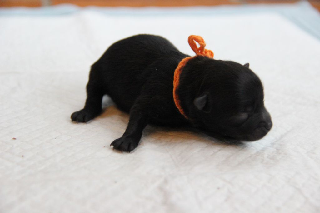 CHIOT 6 ATINA d'Un Soir de Noël