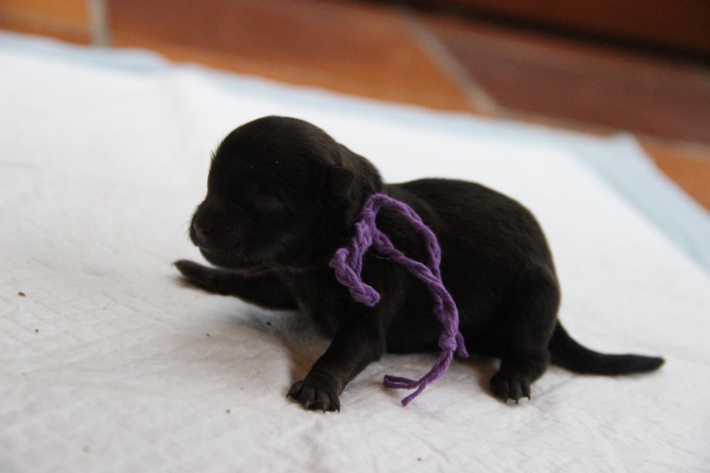 CHIOT 5 ATIKA d'Un Soir de Noël