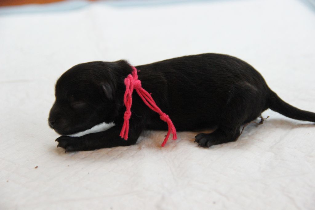 CHIOT 3 AZAIINA d'Un Soir de Noël