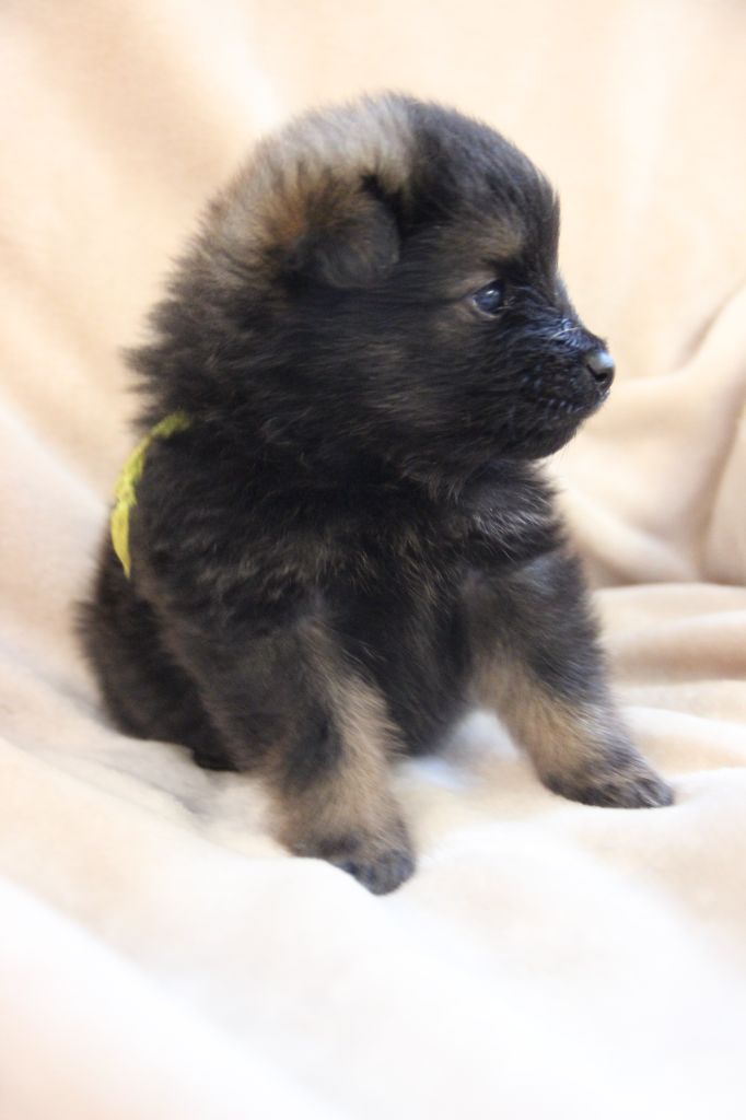 CHIOT 2 ARISTOTE d'Un Soir de Noël