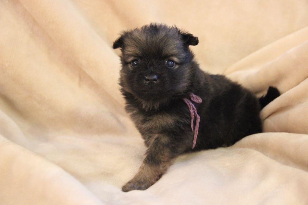 CHIOT 3 AZAIINA d'Un Soir de Noël