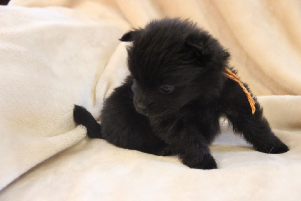 CHIOT 6 ATINA d'Un Soir de Noël