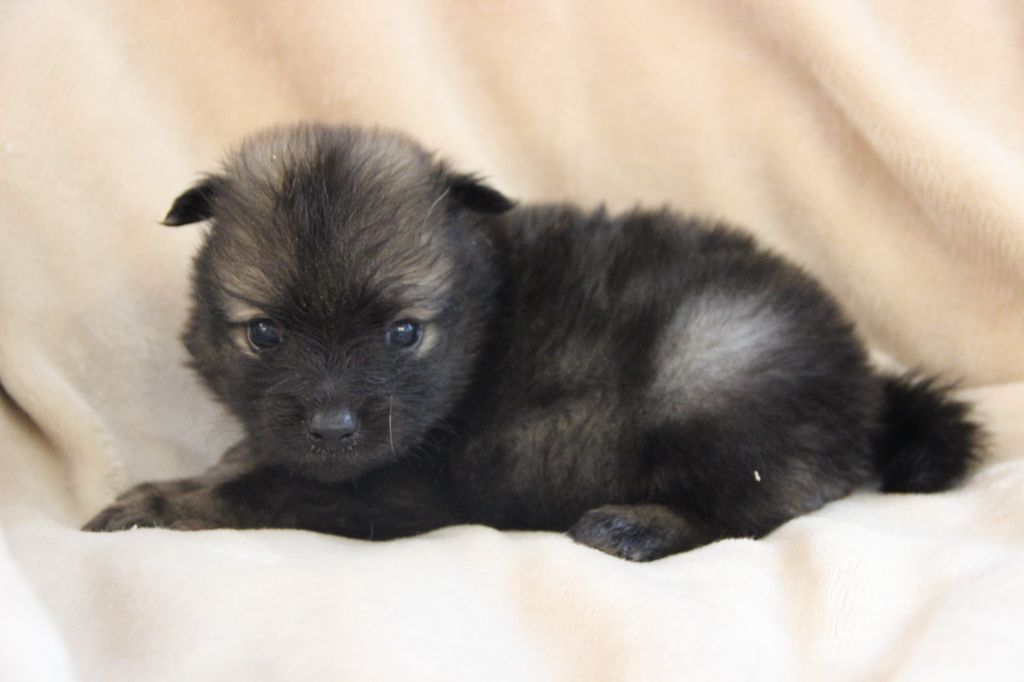 CHIOT 1 ATIKUS d'Un Soir de Noël