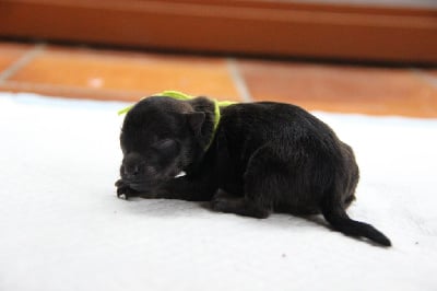 Les chiots de Spitz allemand