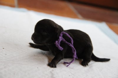 Les chiots de Spitz allemand