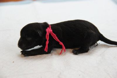 Les chiots de Spitz allemand