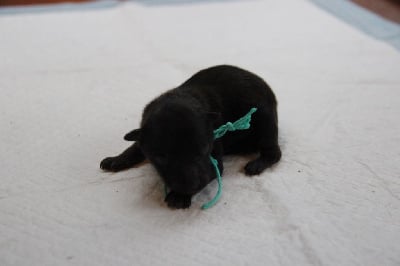 Les chiots de Spitz allemand