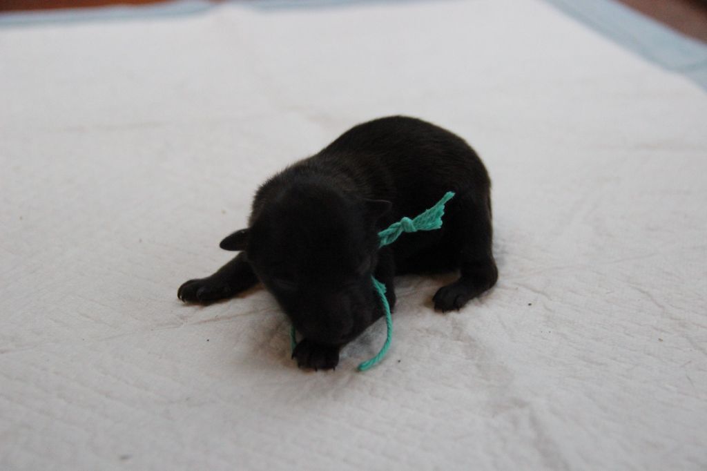 CHIOT 1 ATIKUS d'Un Soir de Noël