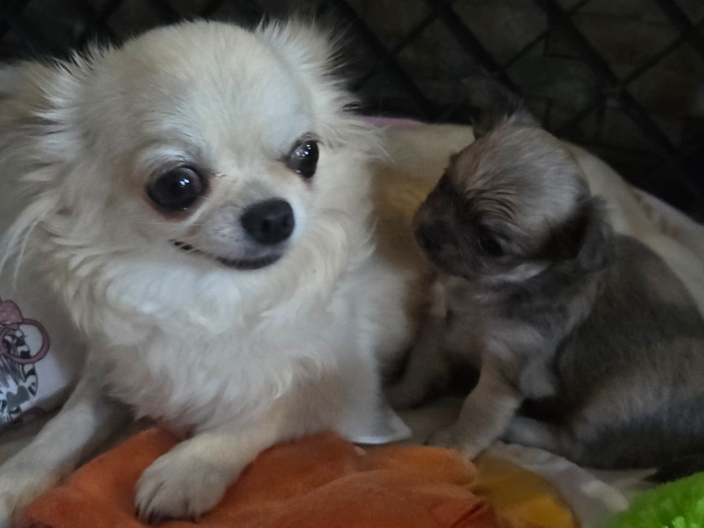 Chihuahua - Du plateau des abeilles