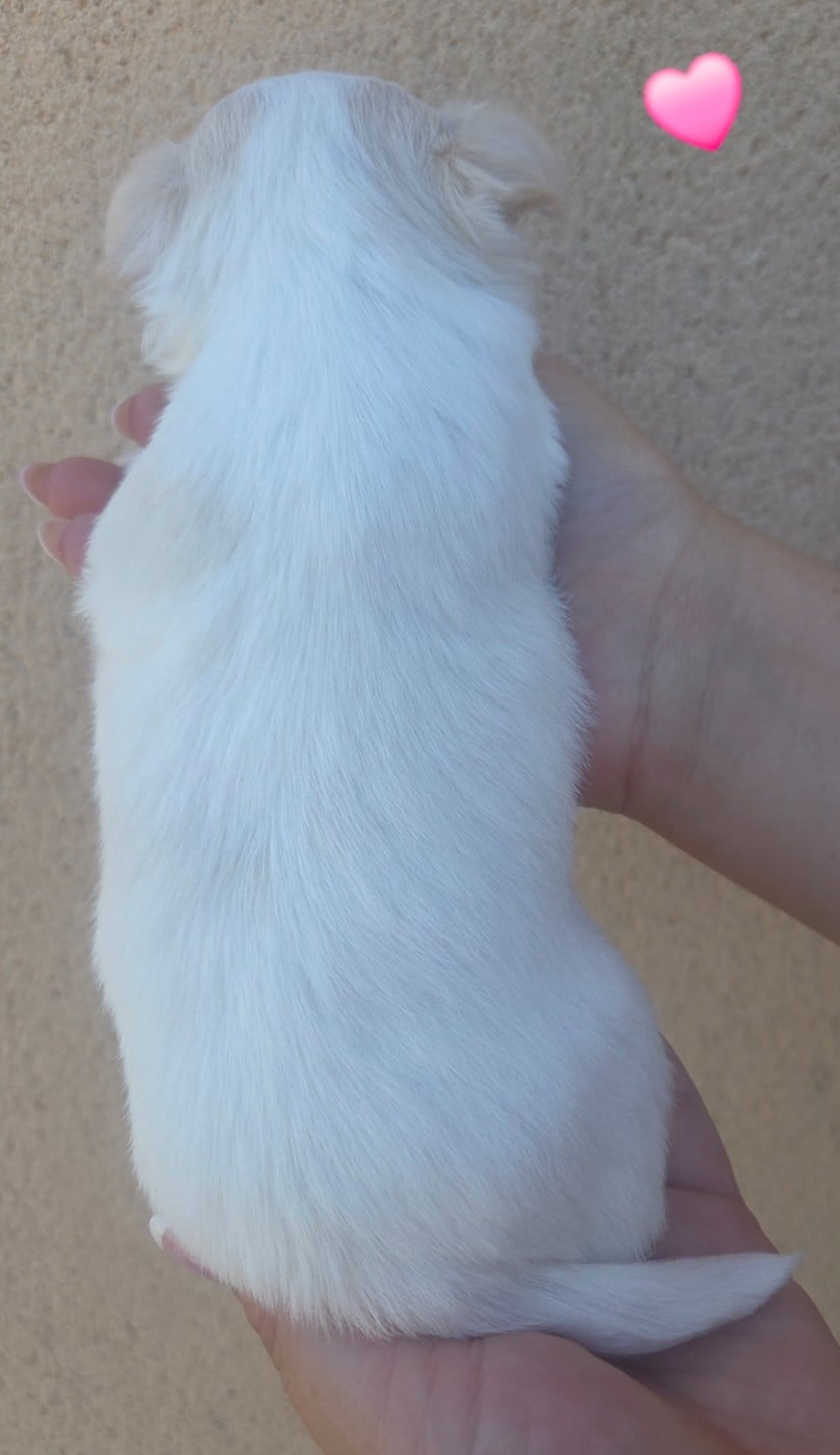 Femelle sable et blanche