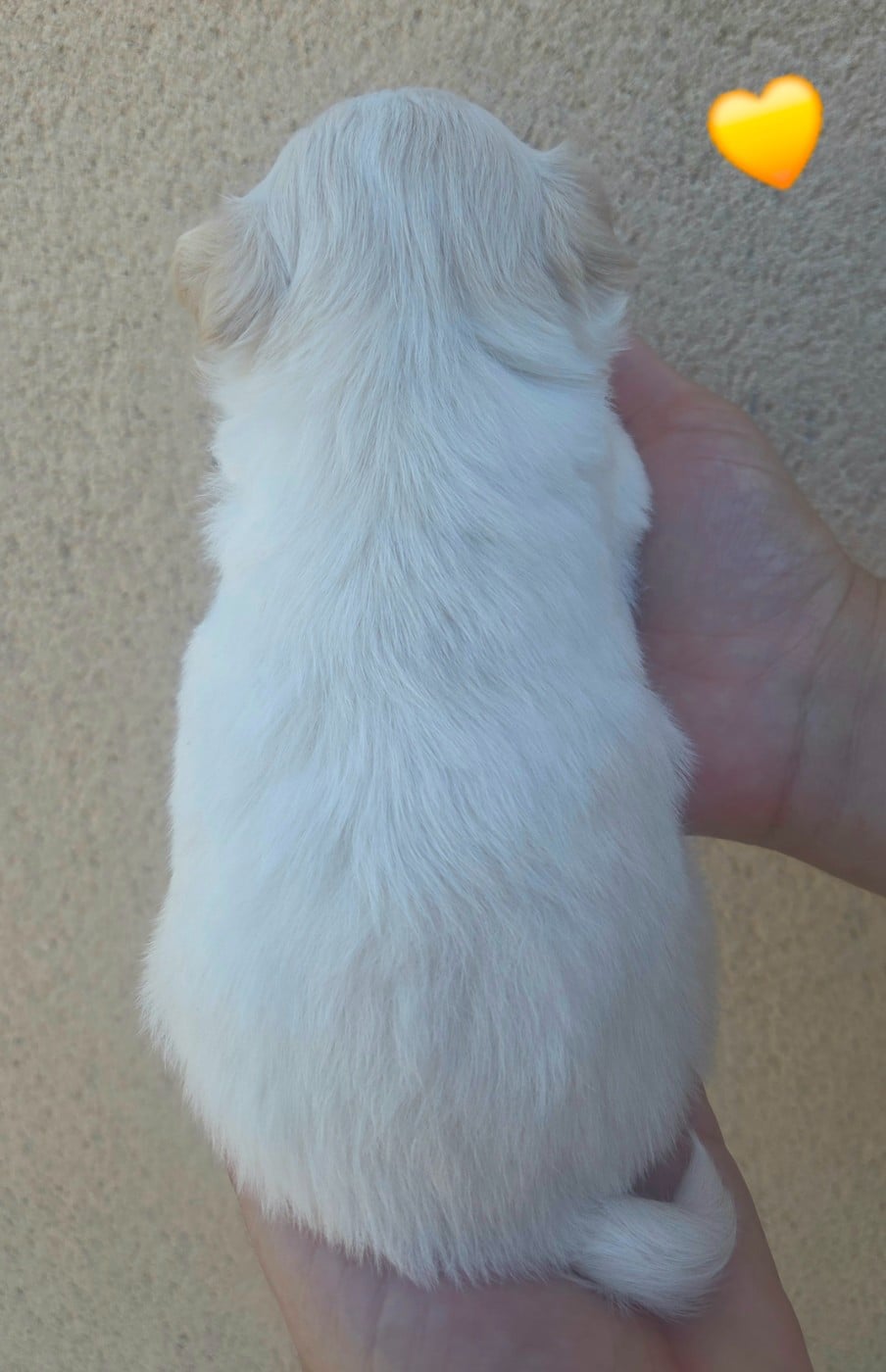 Mâle fauve et blanc
