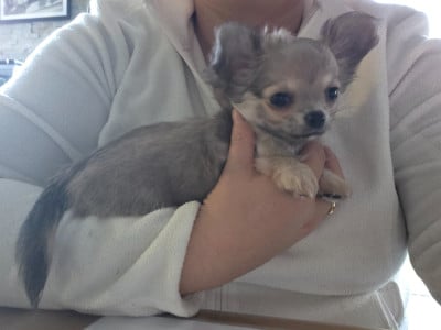 Les chiots de Chihuahua