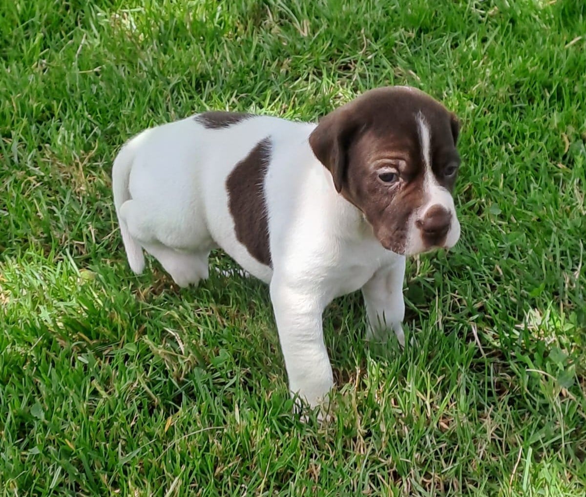 Chiot N°3