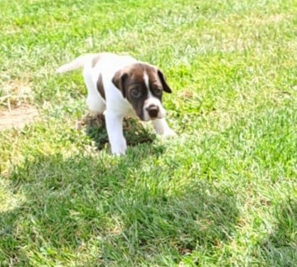 Chiot N°3