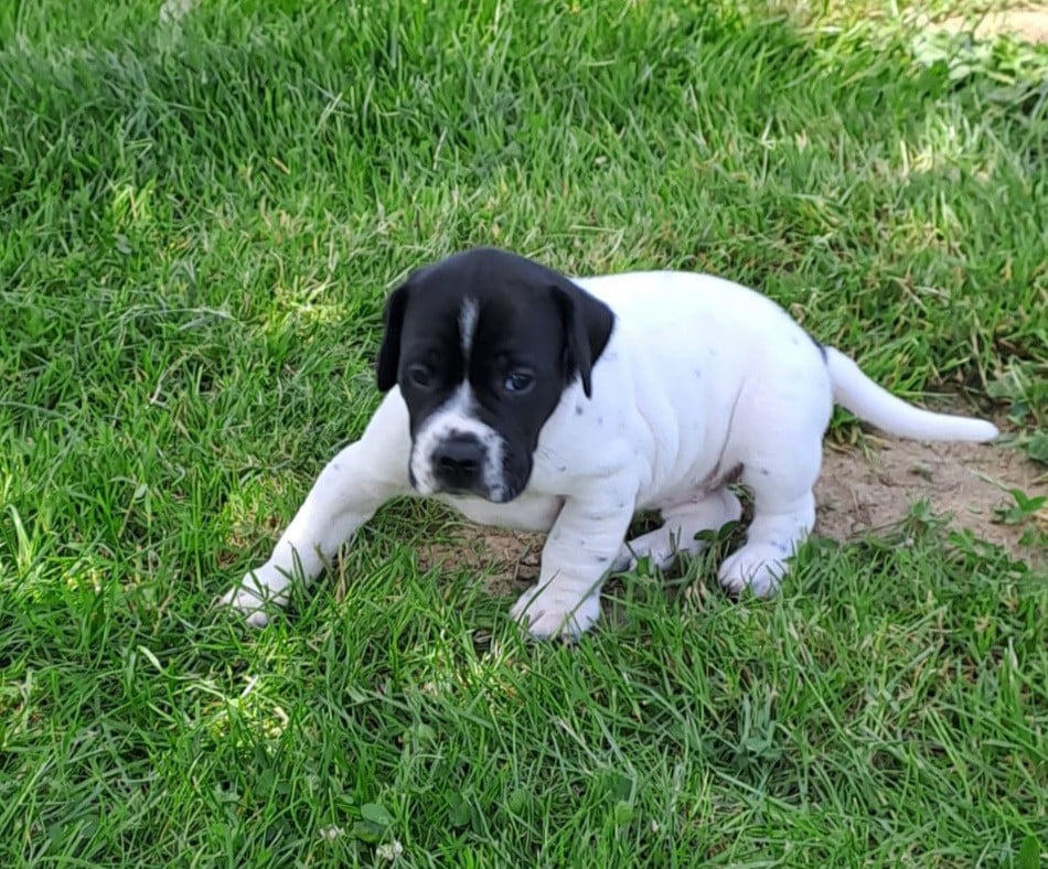 Chiot N°5