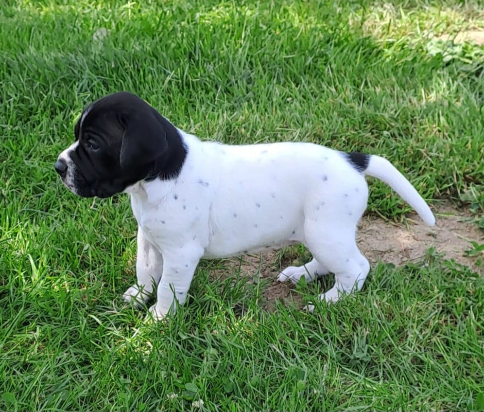 Chiot N°5