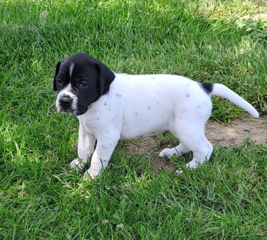 Chiot N°5