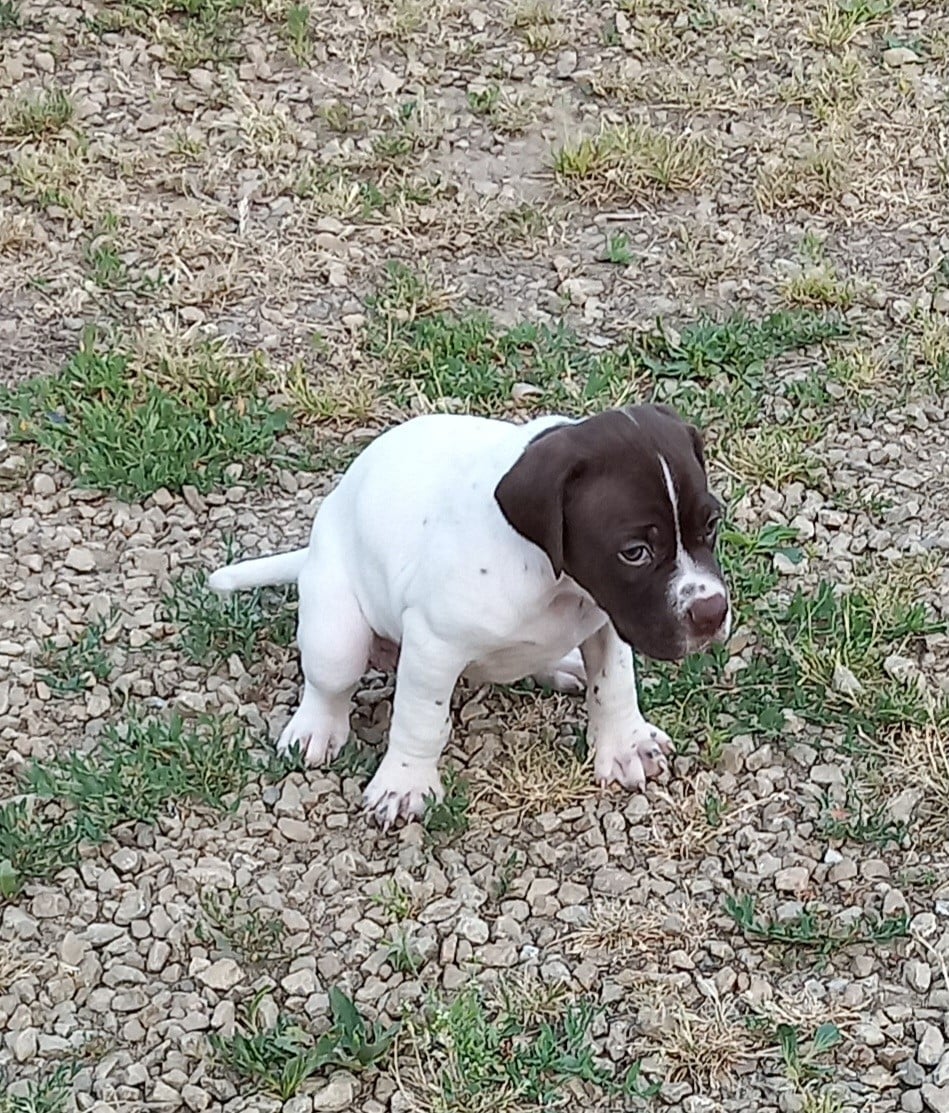Chiot N°4