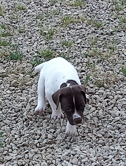 Chiot N°4