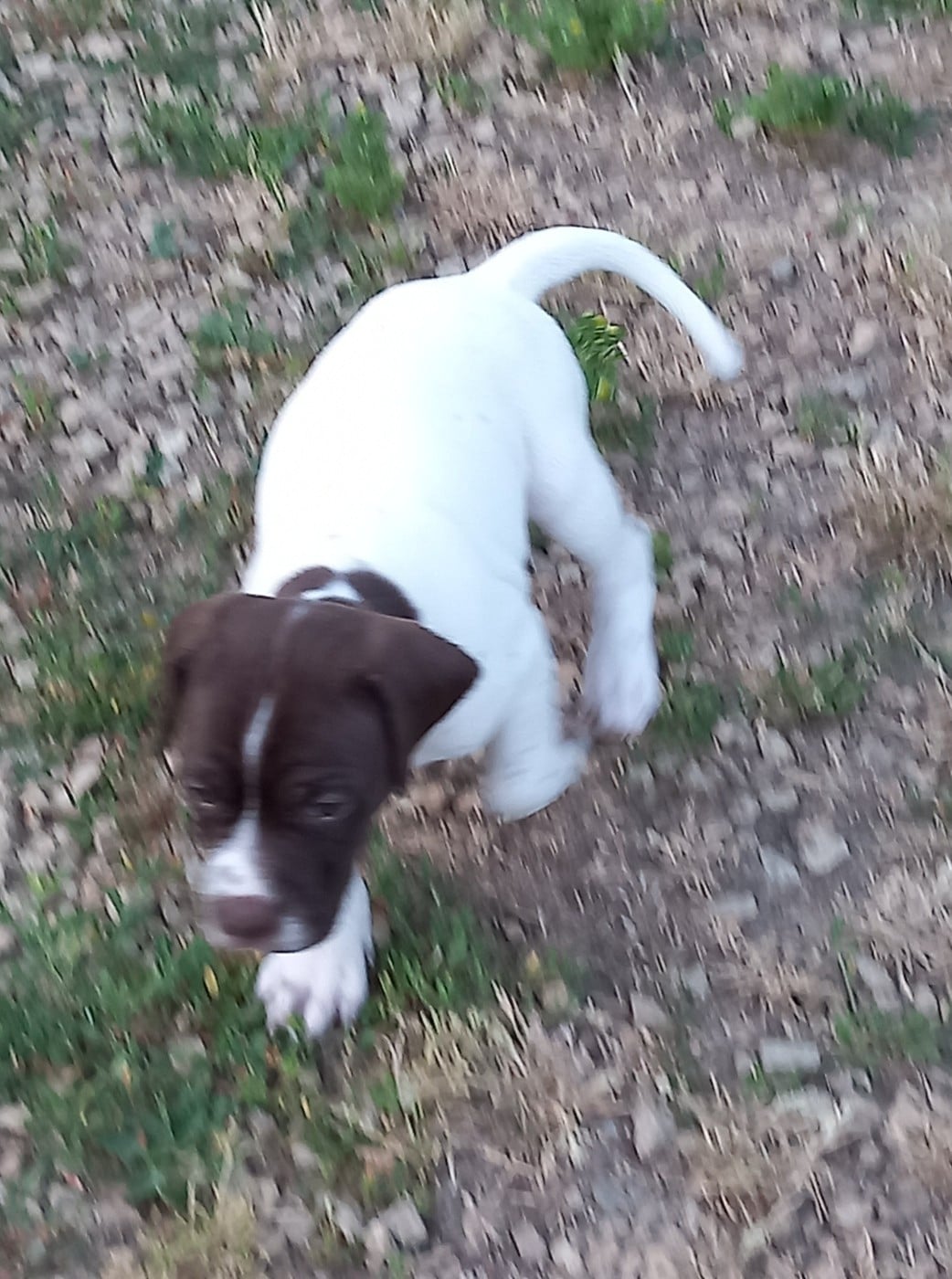 Chiot N°4