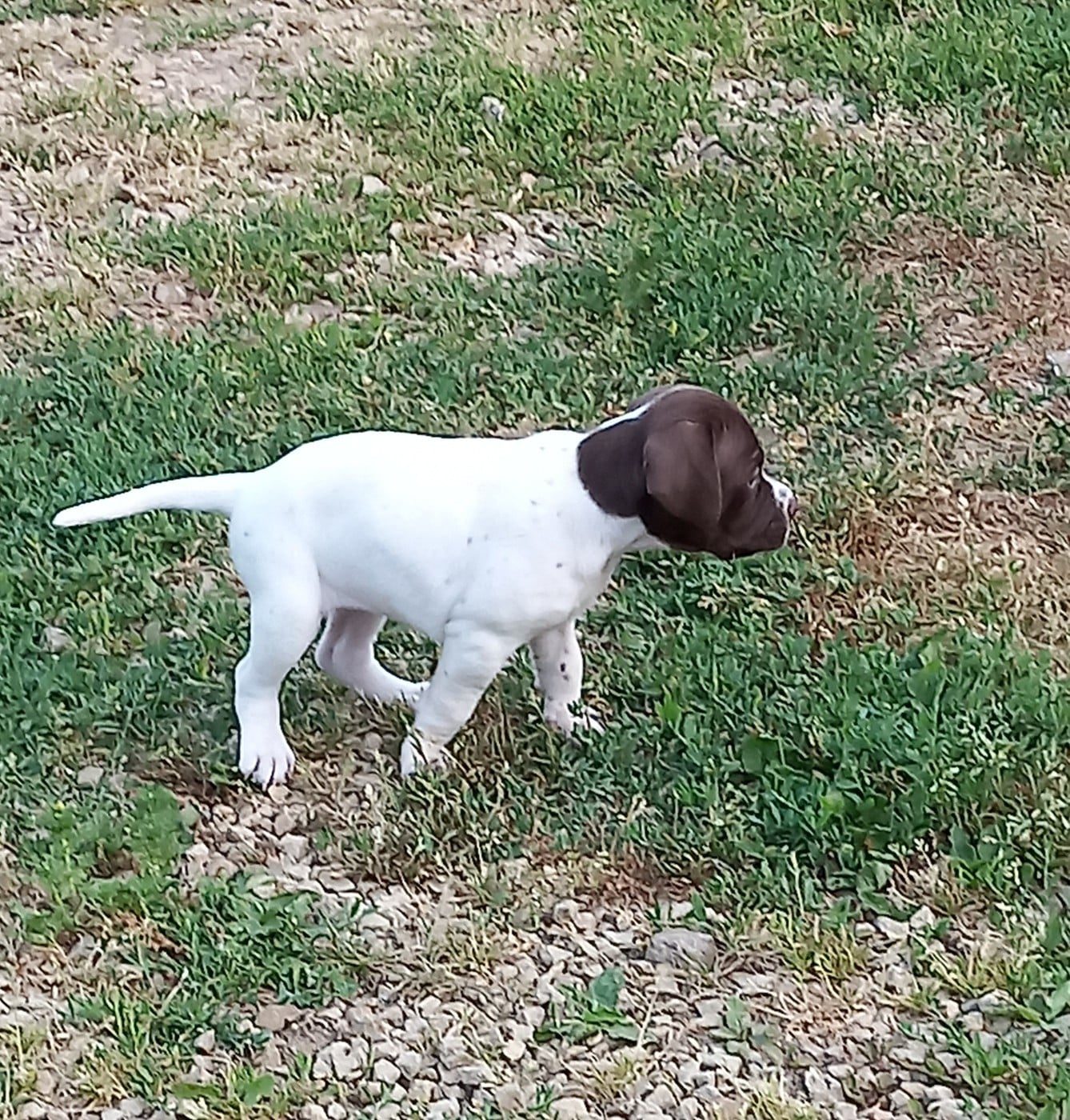 Chiot N°4