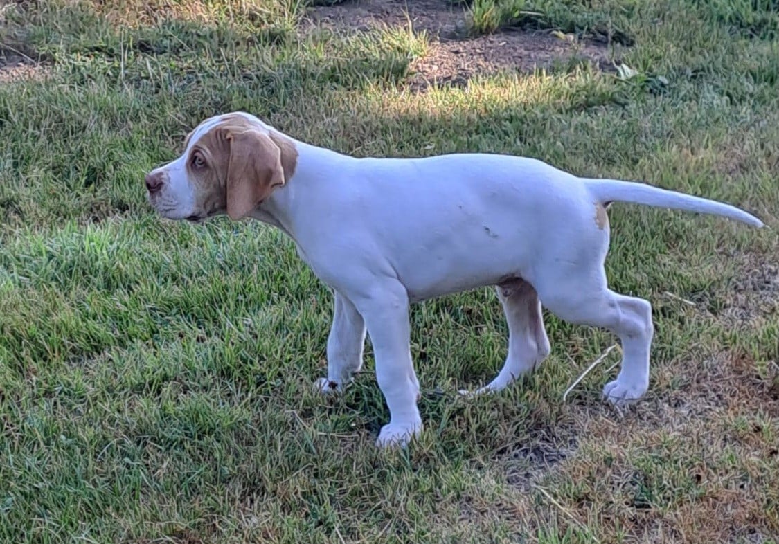 Pointer - De la demi-brume