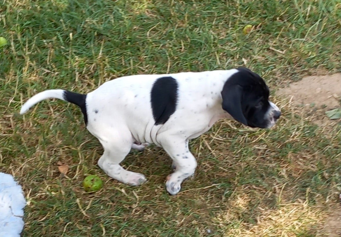 Chiot N°2