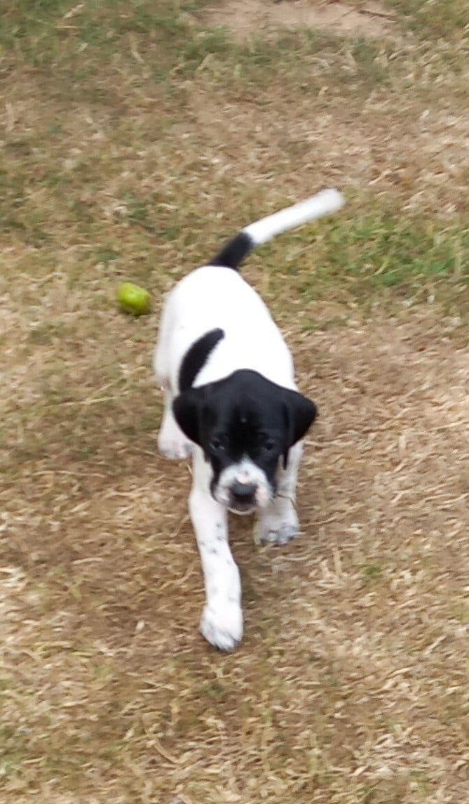 Chiot N°2