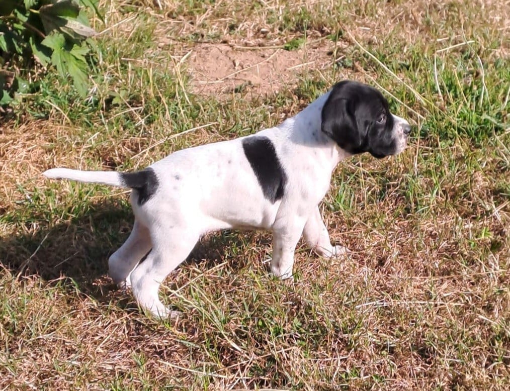 Chiot N°2