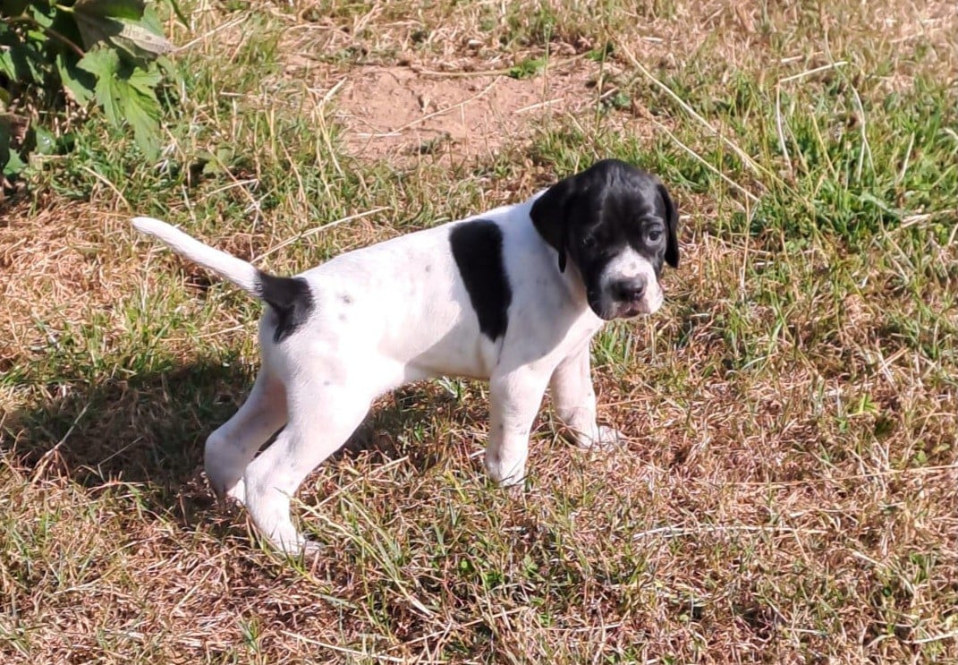Chiot N°2