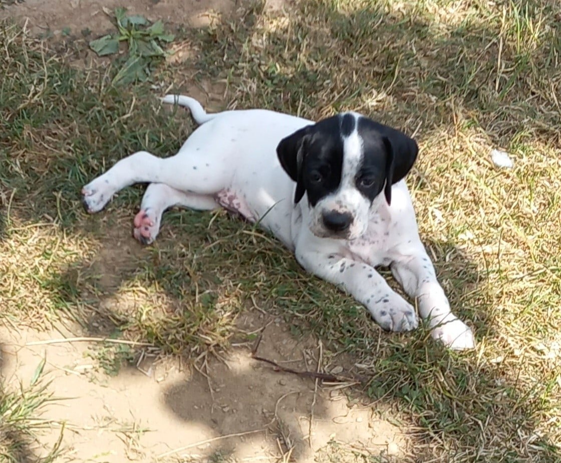 Chiot N°3