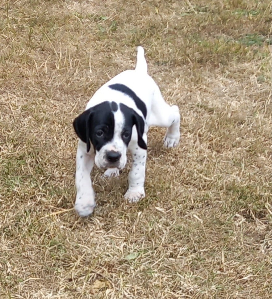 Chiot N°3