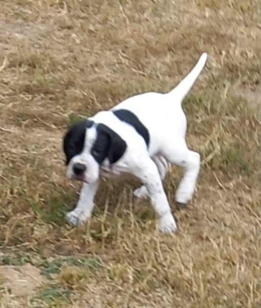 Chiot N°3
