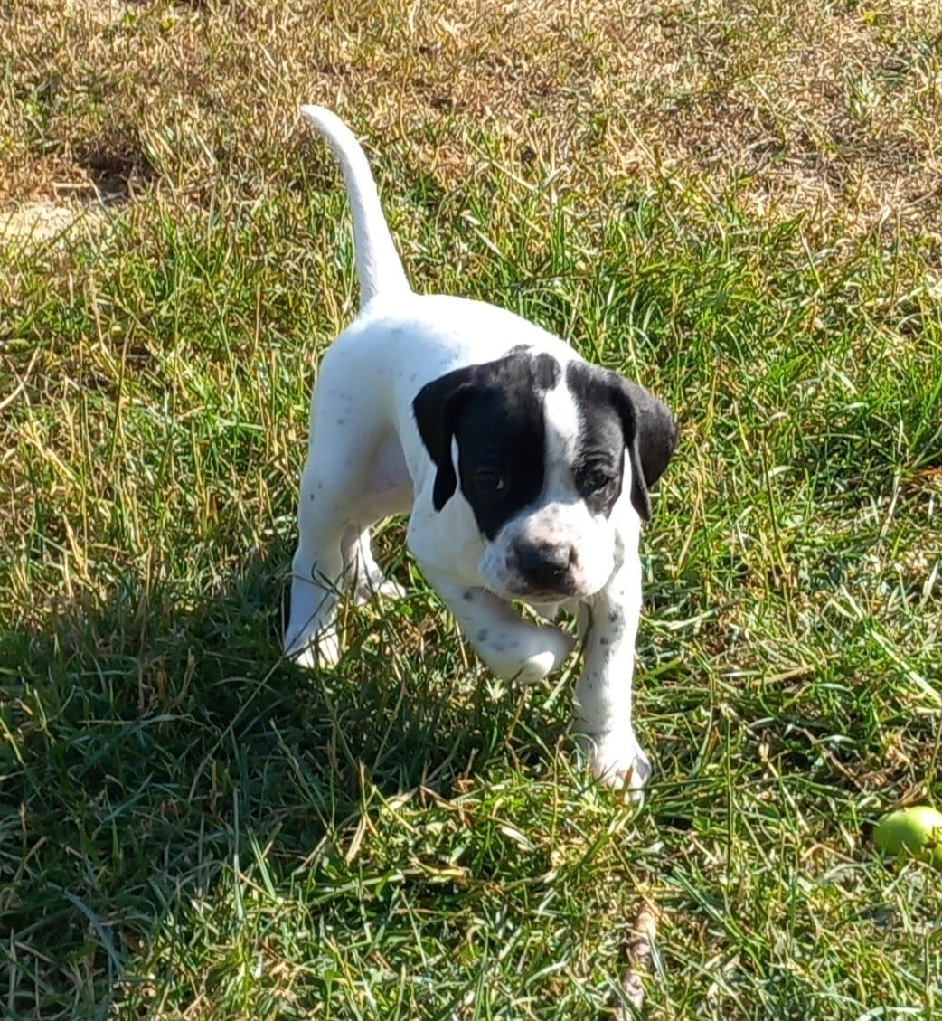 Chiot N°3