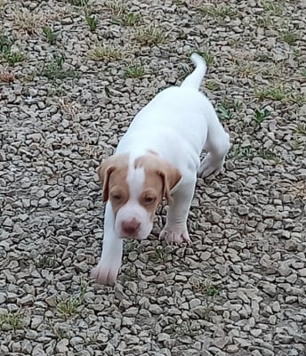 Les chiots de Pointer