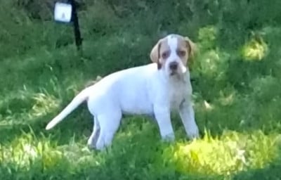 Les chiots de Pointer