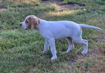 Les chiots de Pointer