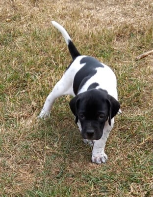 Les chiots de Pointer