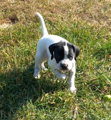 Les chiots de Pointer