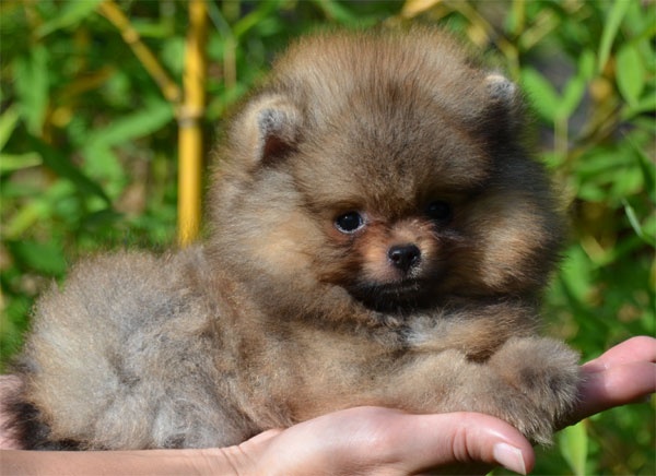 Chiot Elevage De Dame Nature Eleveur De Chiens Spitz Allemand