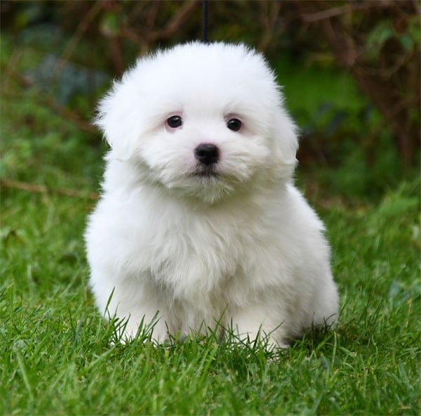 Coton de Tulear - de dame nature